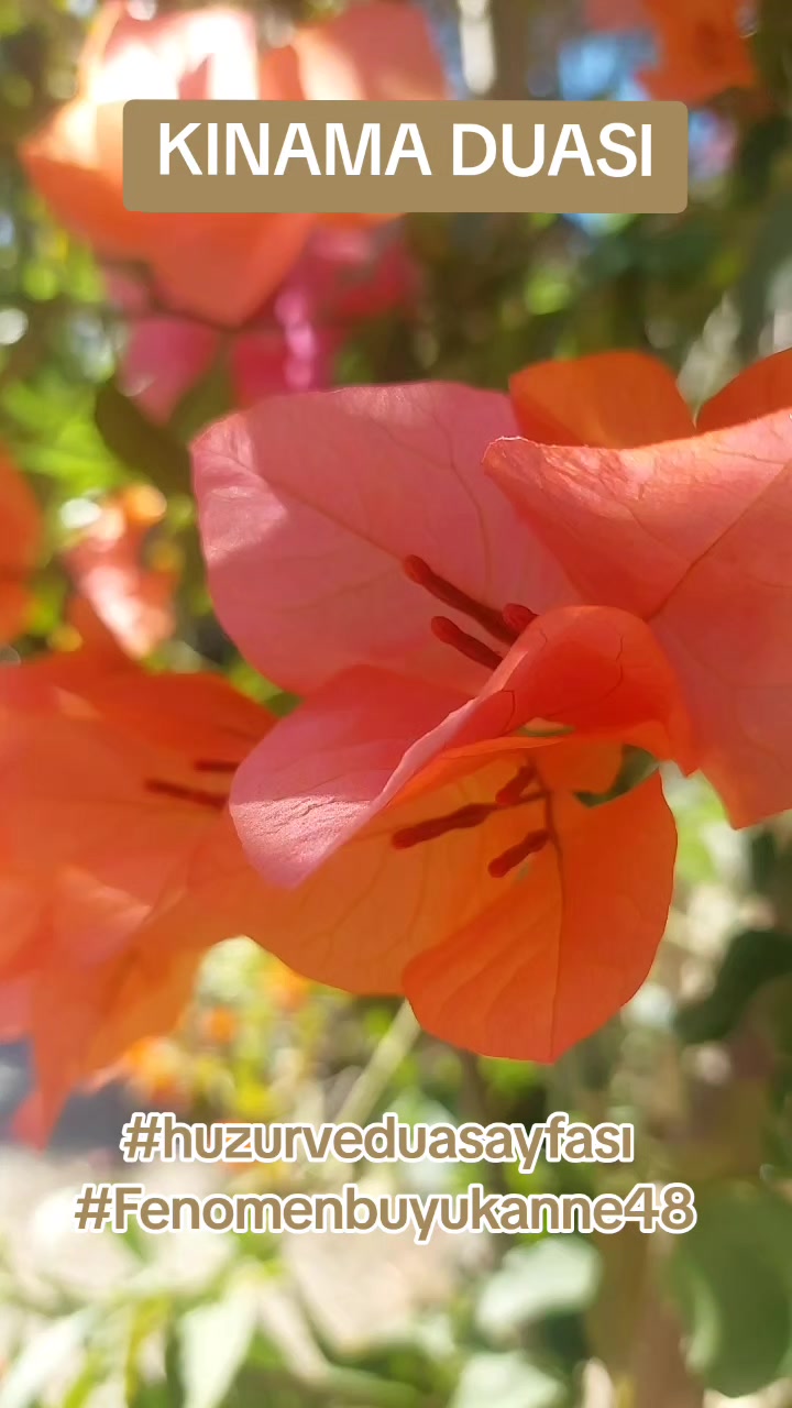 @Fenomenbuyukanne48