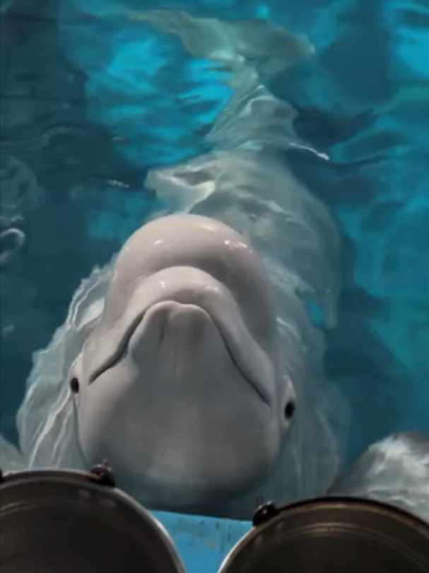 @Mundo dos Animais