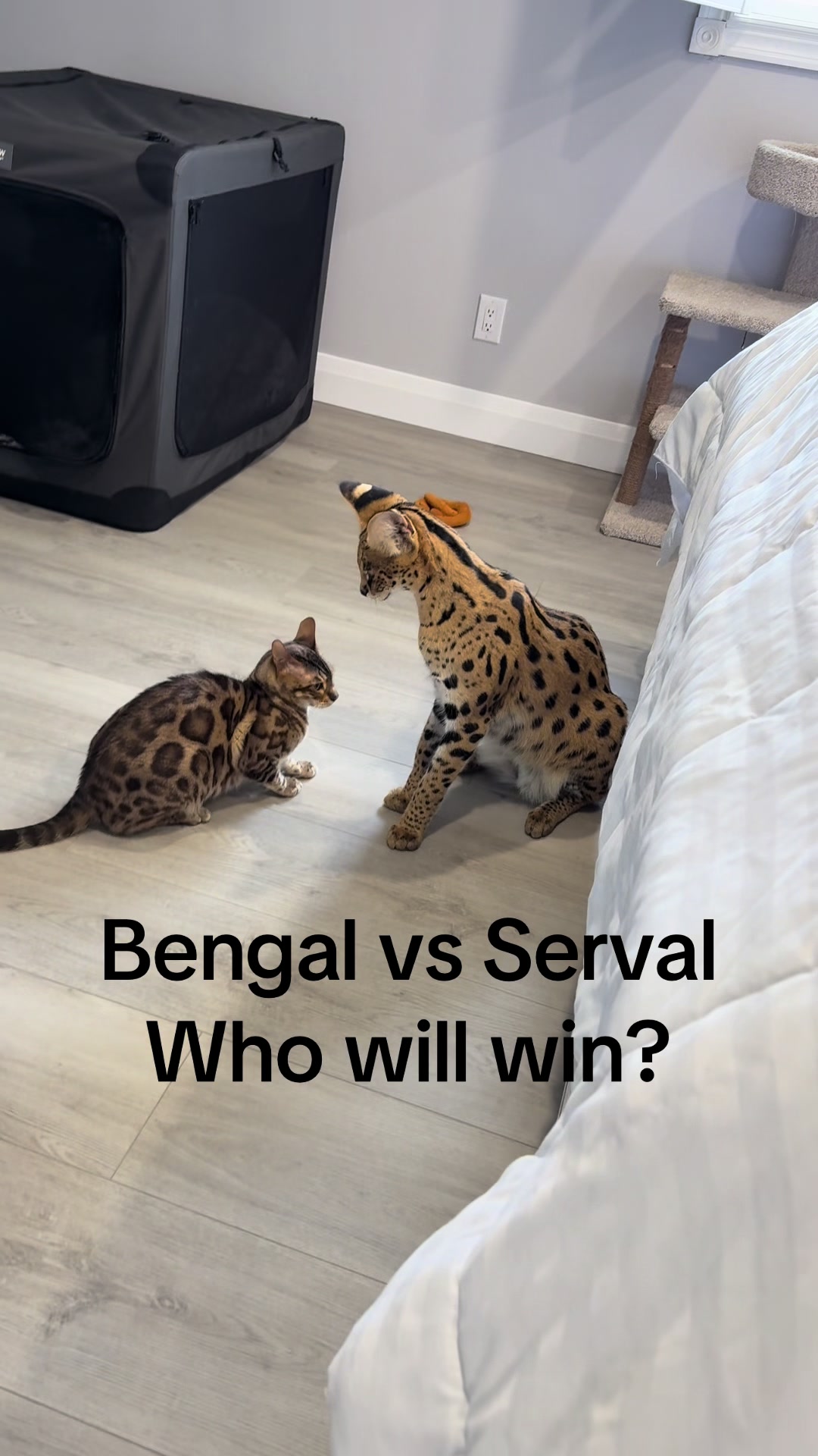 @milo the serval