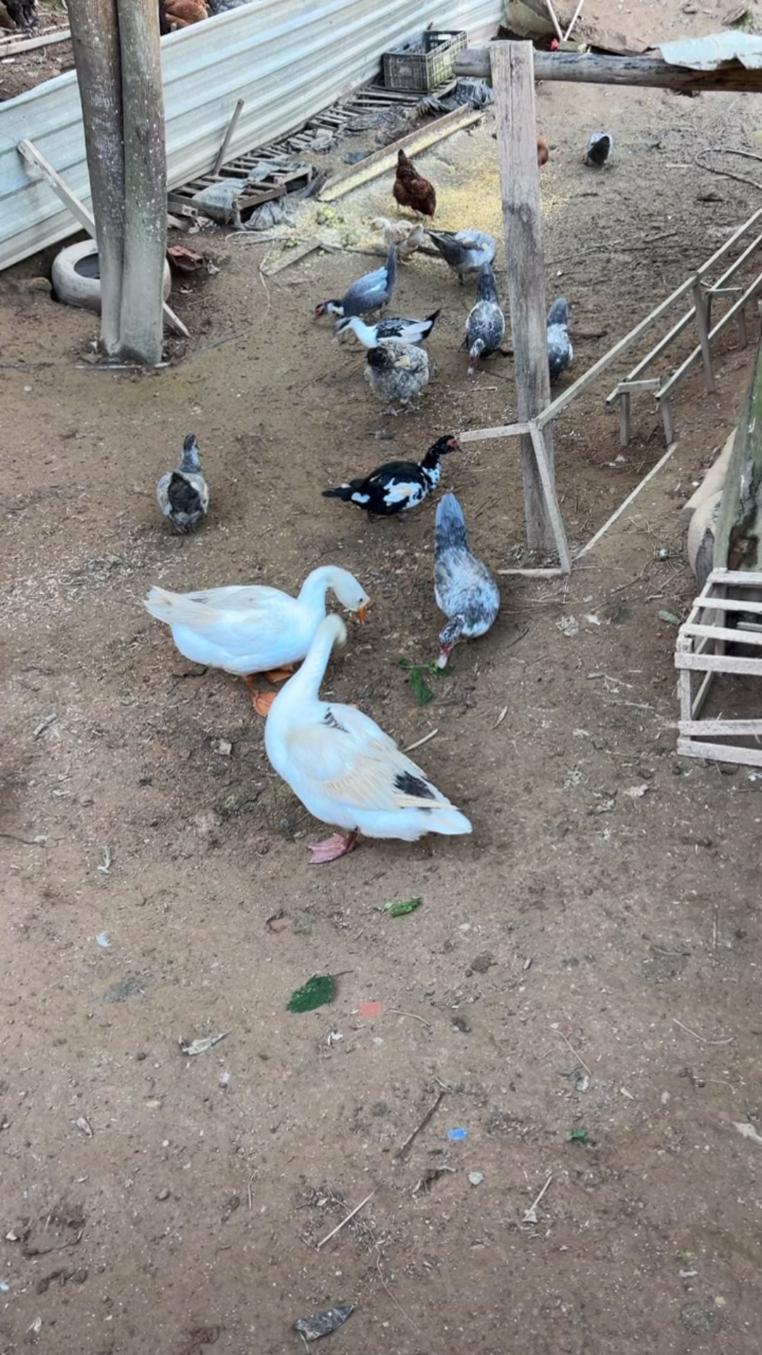 @Galinhas da Brandão 🐓🐣🐥🪿🥰