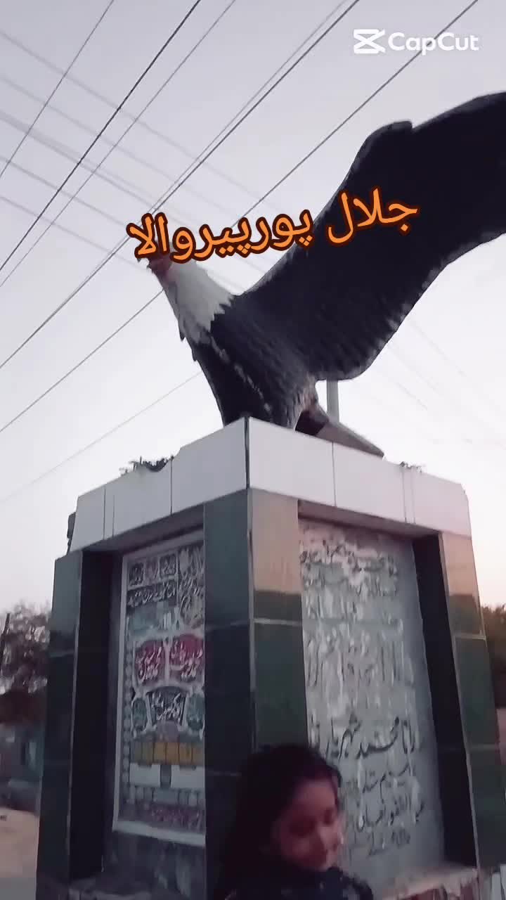@Lala Tahir jalalpuri