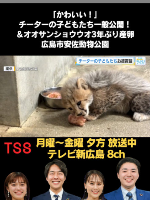 @テレビ新広島公式TikTok