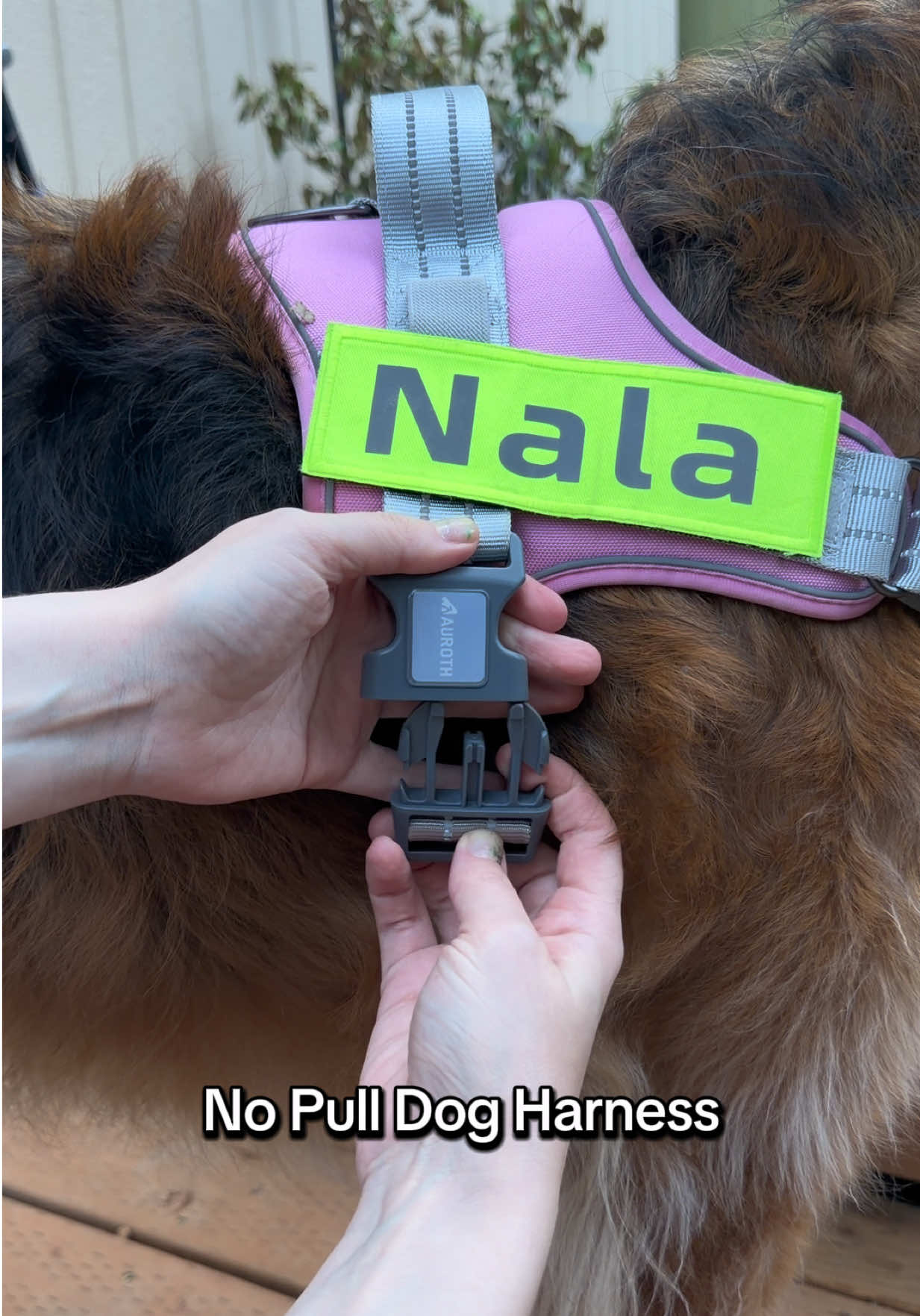 @lifewithgoldenshepherds