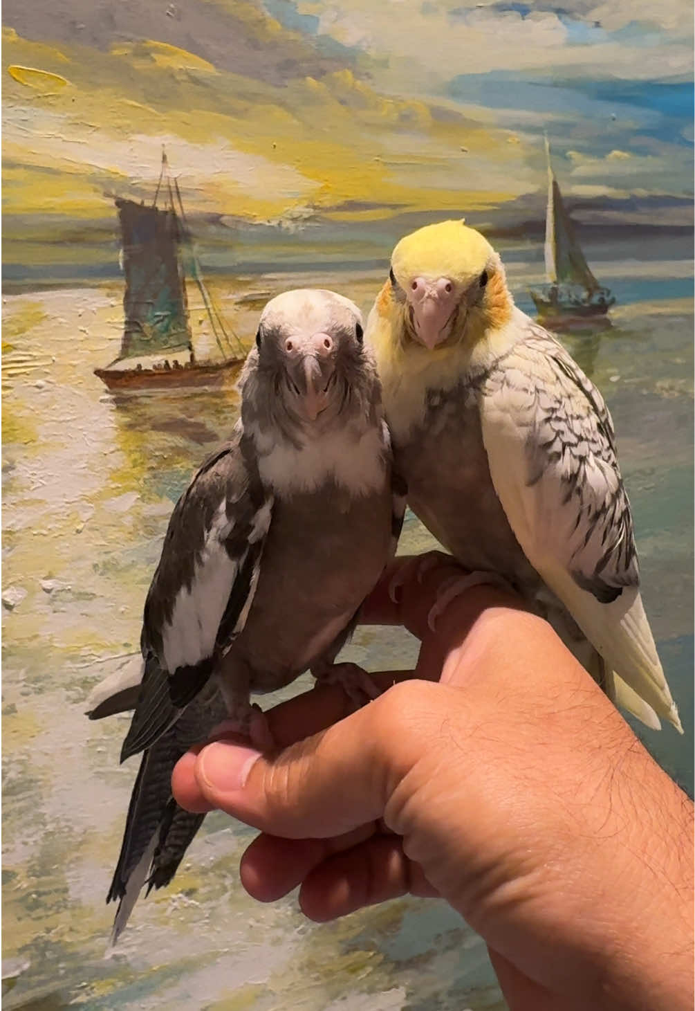 @Hamad Almutawa