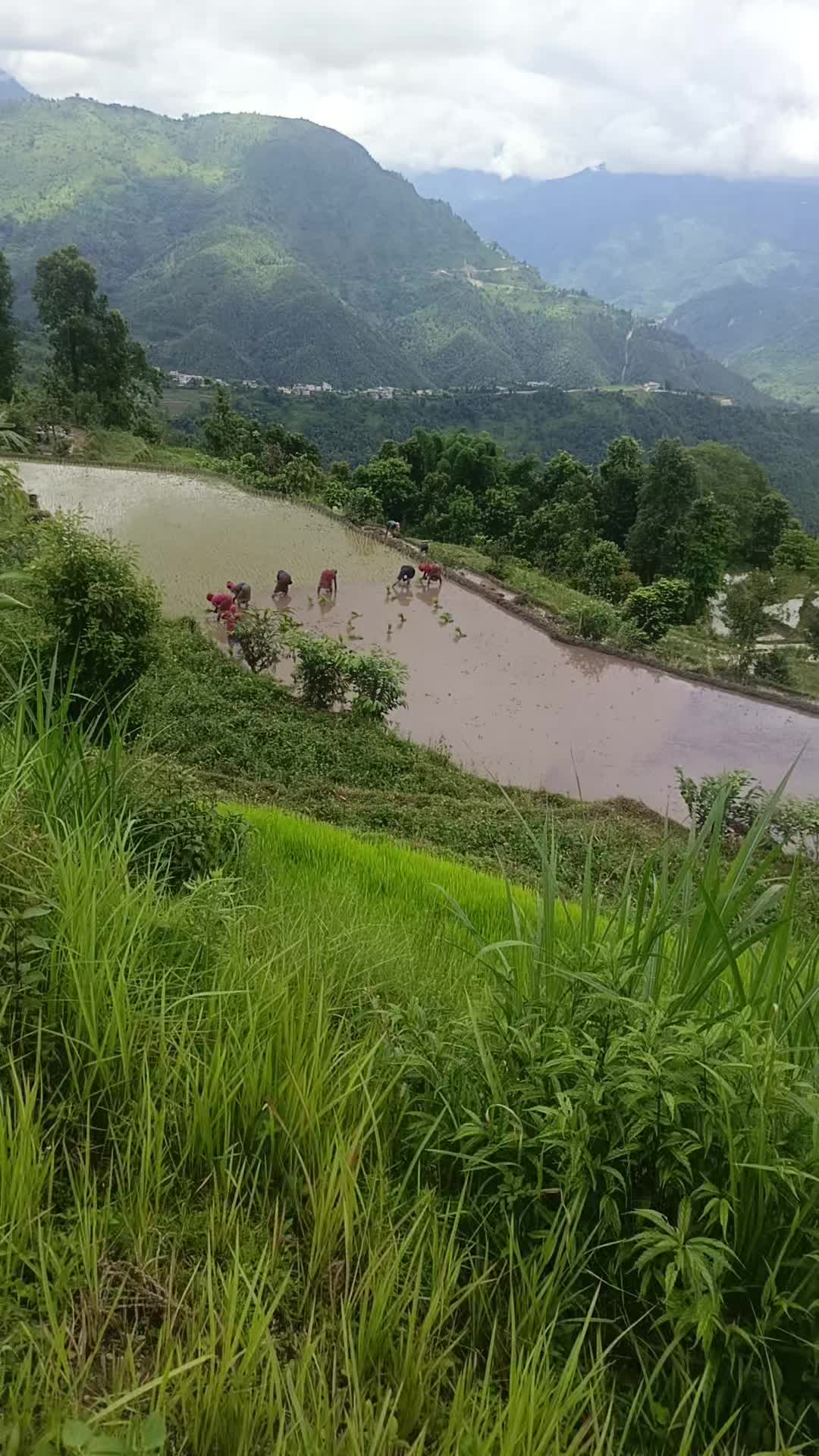 @saru thapa
