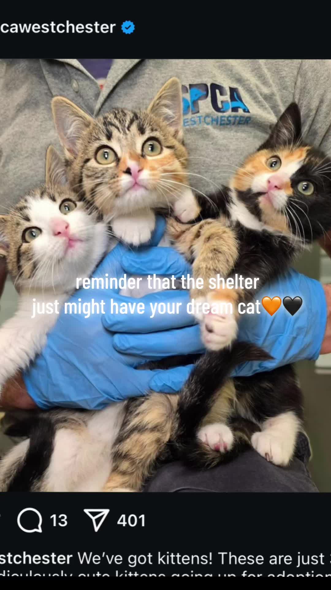 @Shavantexo