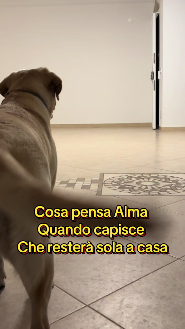 @ALMA_labradorRetriever