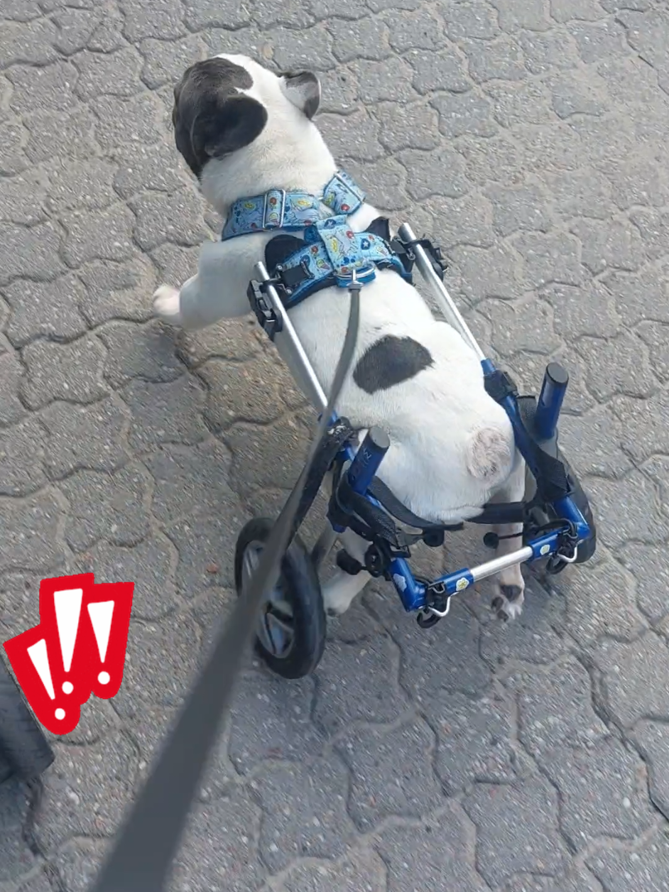 @Armageddon_gulgot_francuski♿️