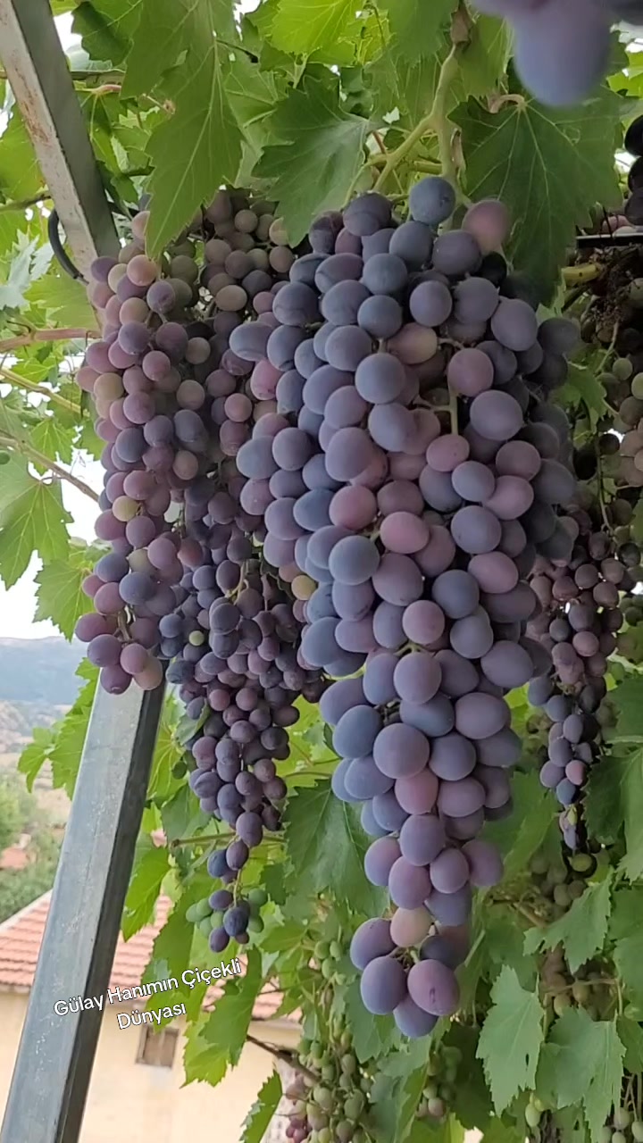 @G&uuml;lay Hanımın &Ccedil;i&ccedil;ekli D&uuml;nyası