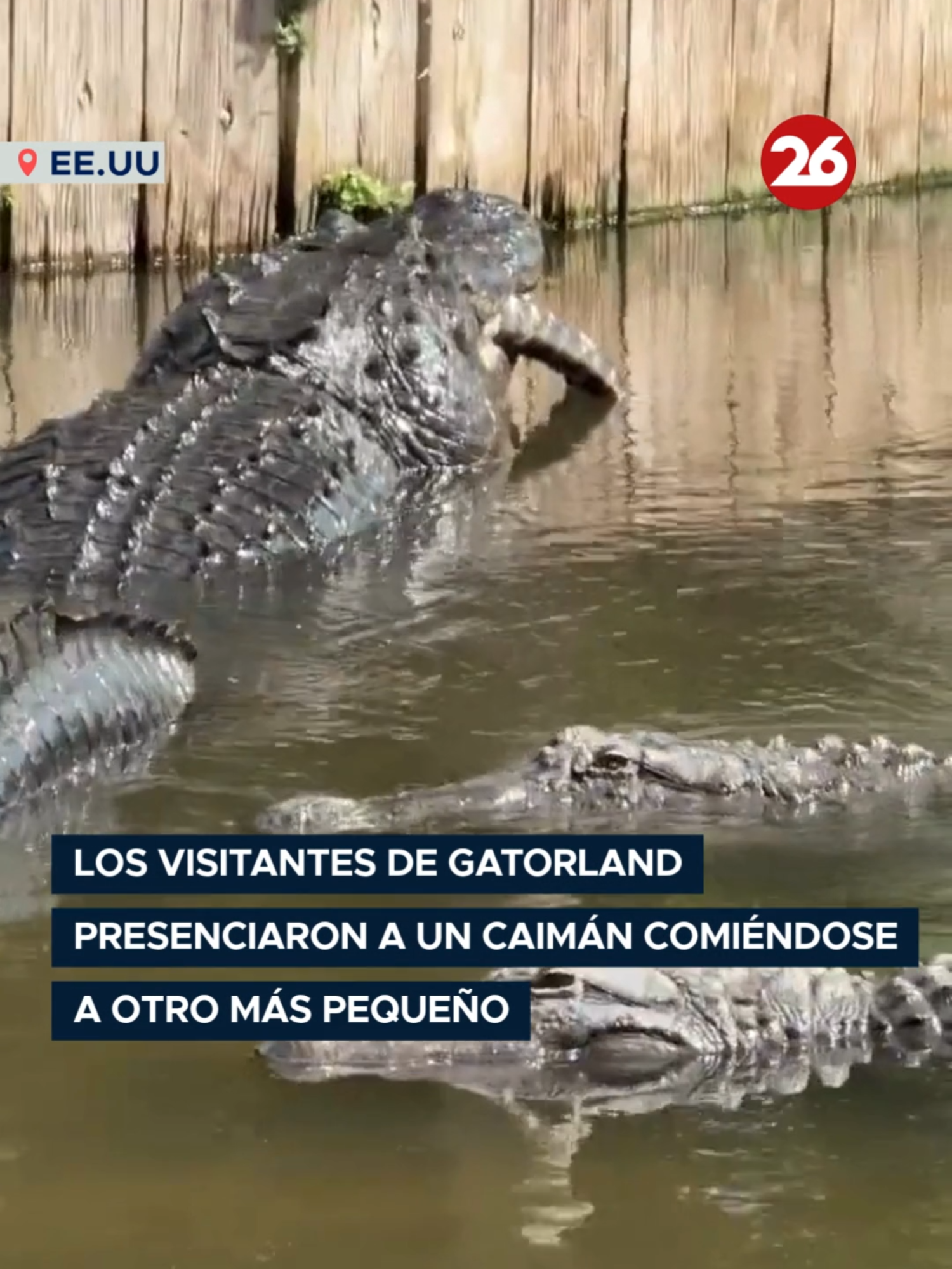 @Canal 26