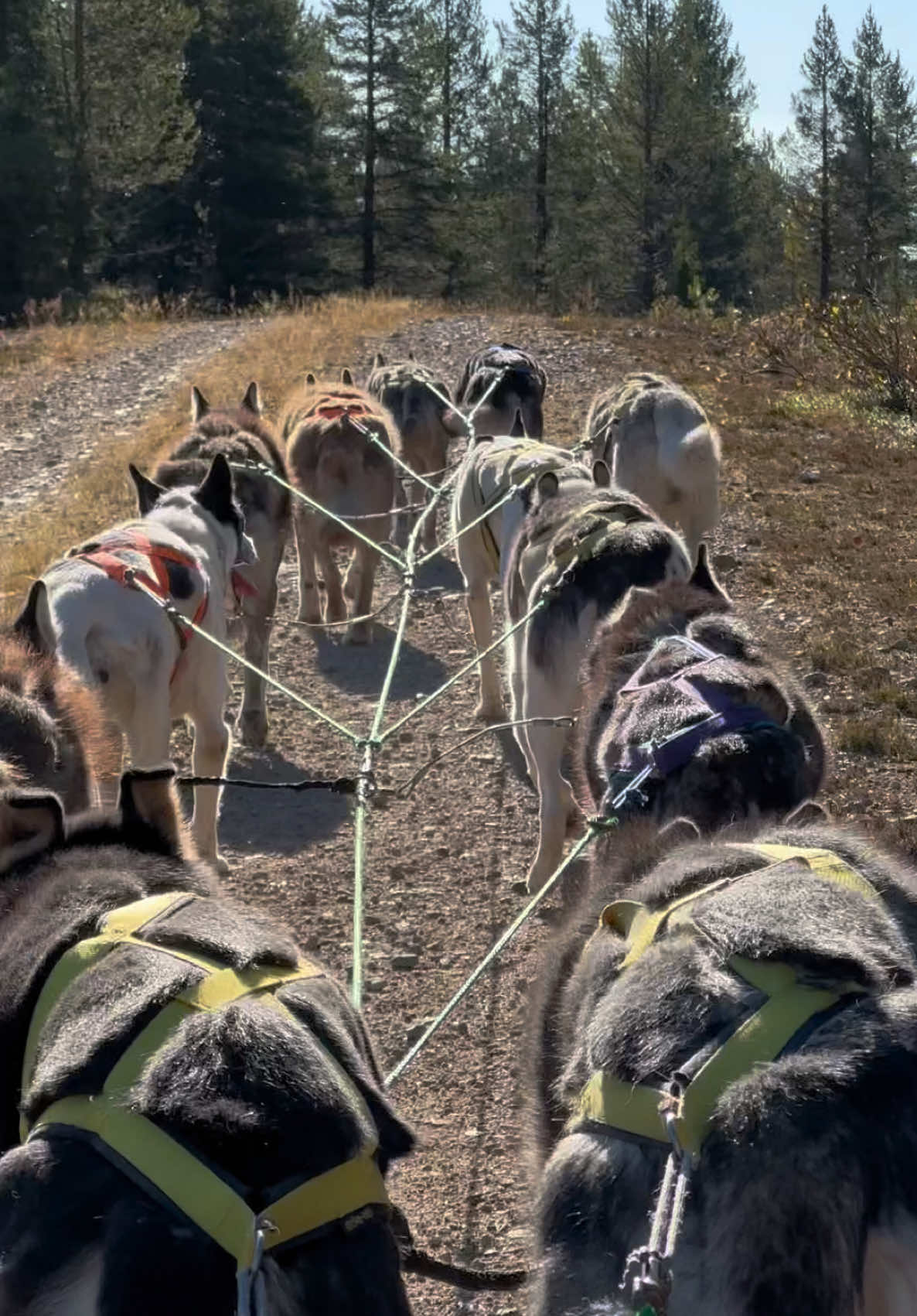 @Mehrere Hunde, ein Team!
