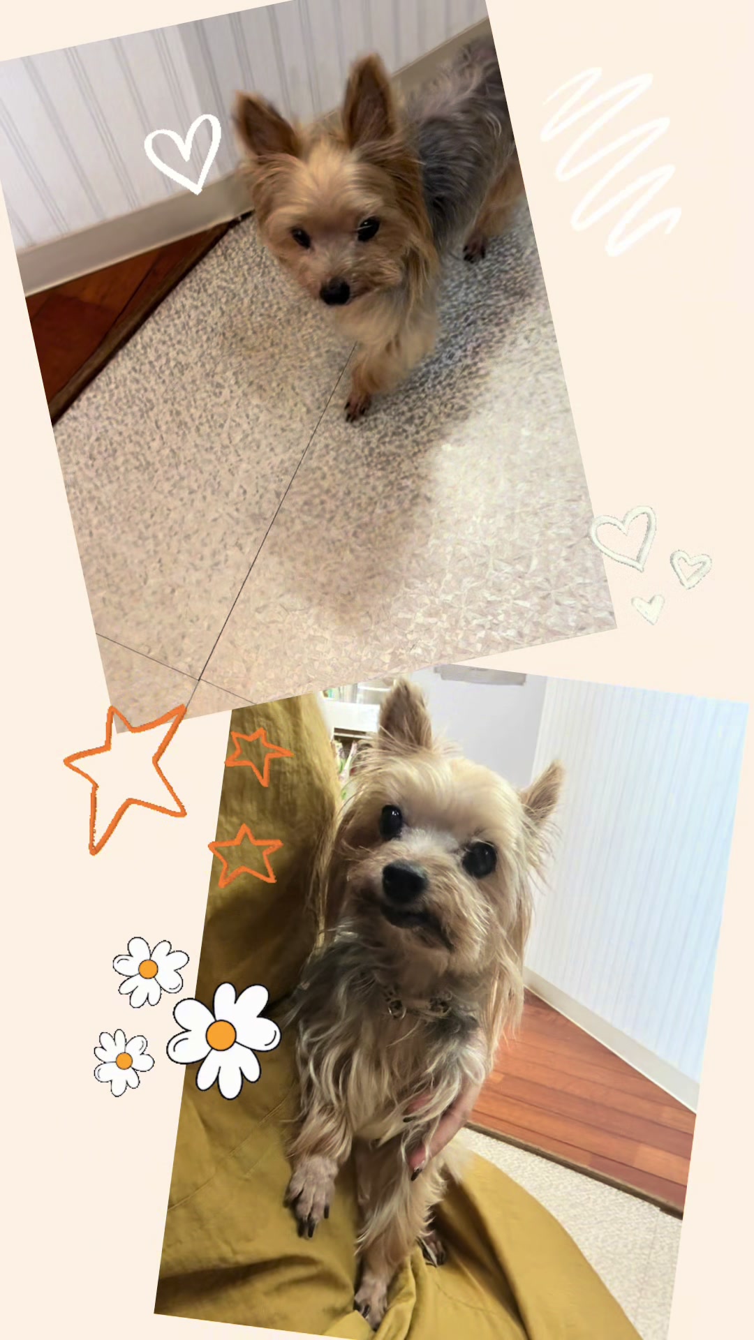 @petsalon_connect
