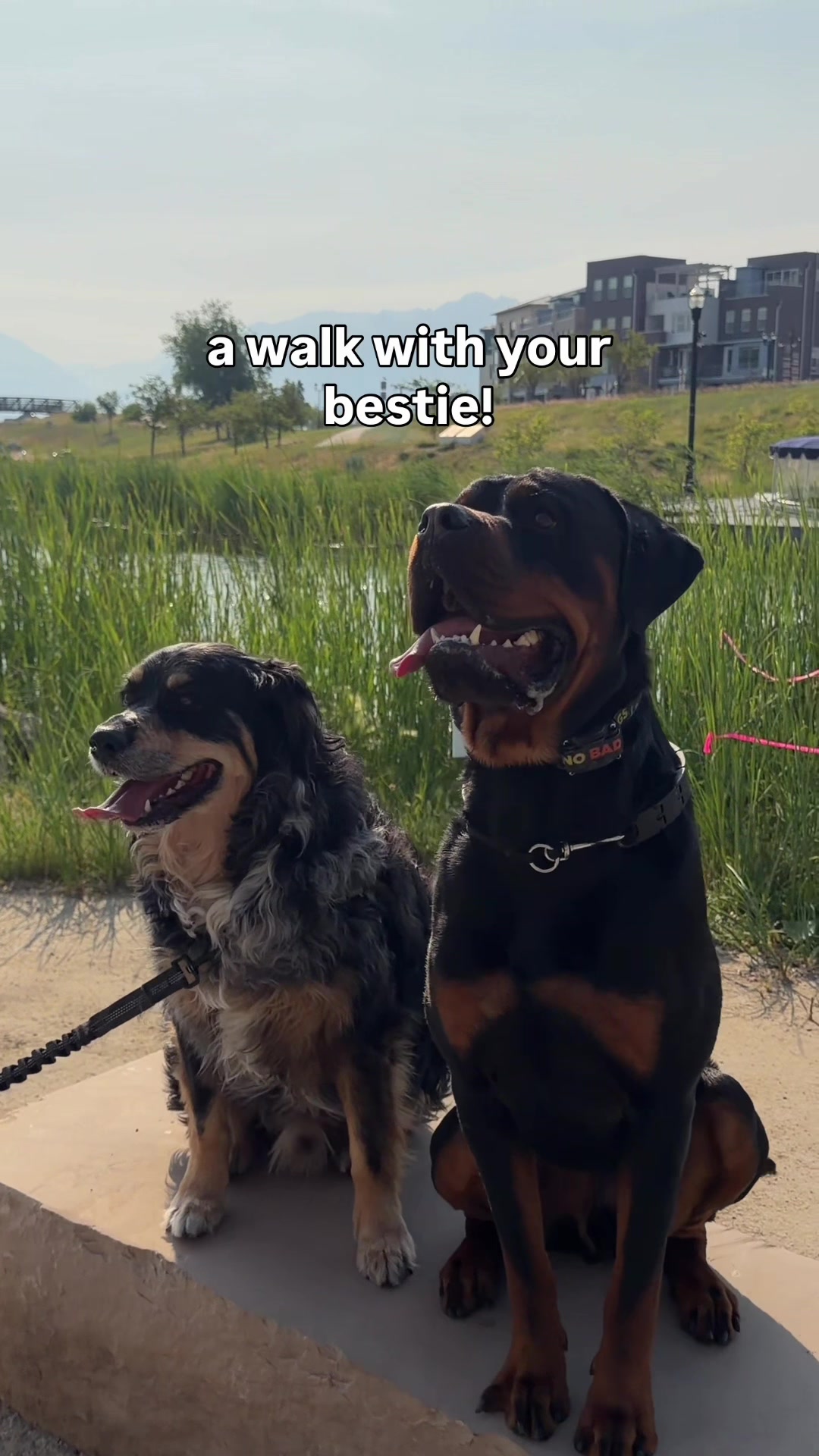 @Rex the Rottweiler