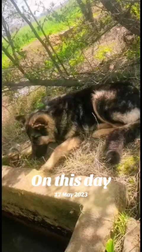 @🌹❤️کرن  جٹی&hearts;️🌹