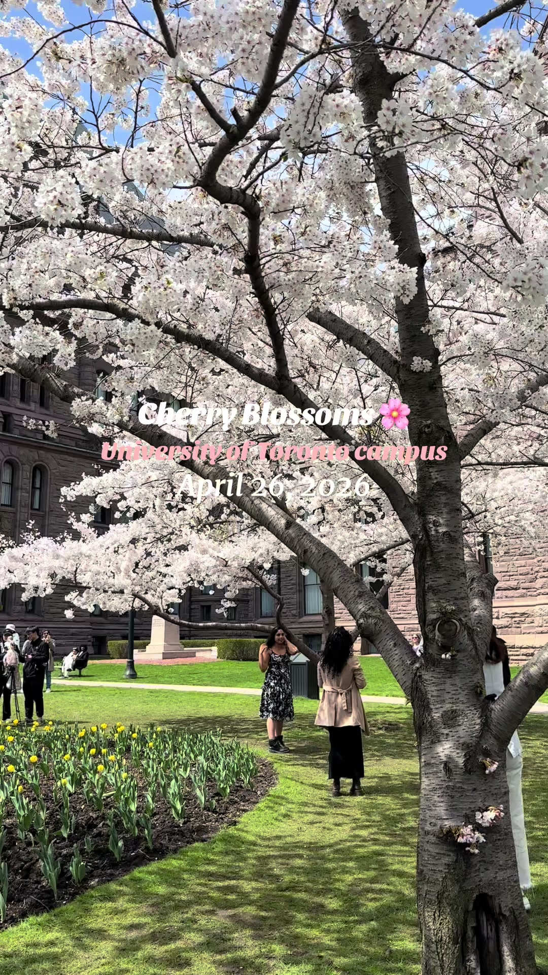 @Free In Toronto