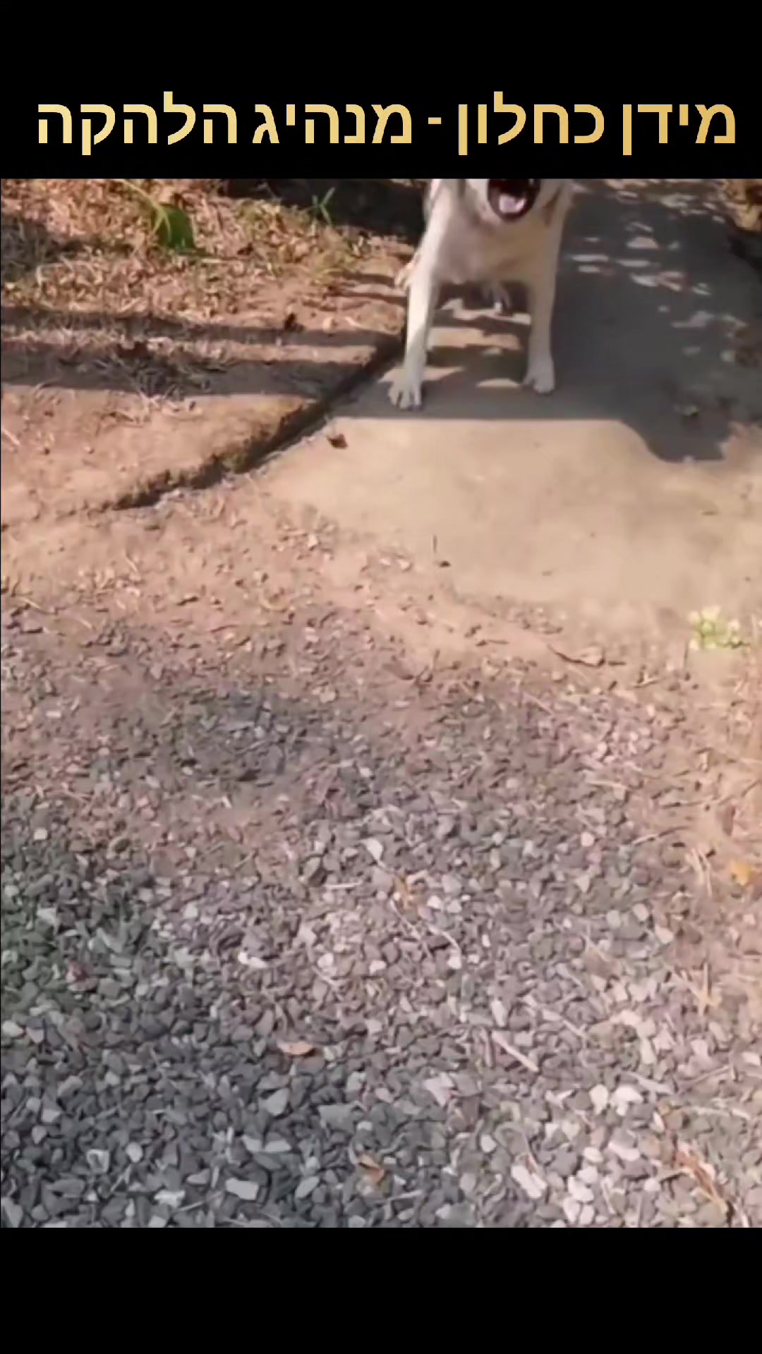 @מידן כחלון מנהיג הלהקה