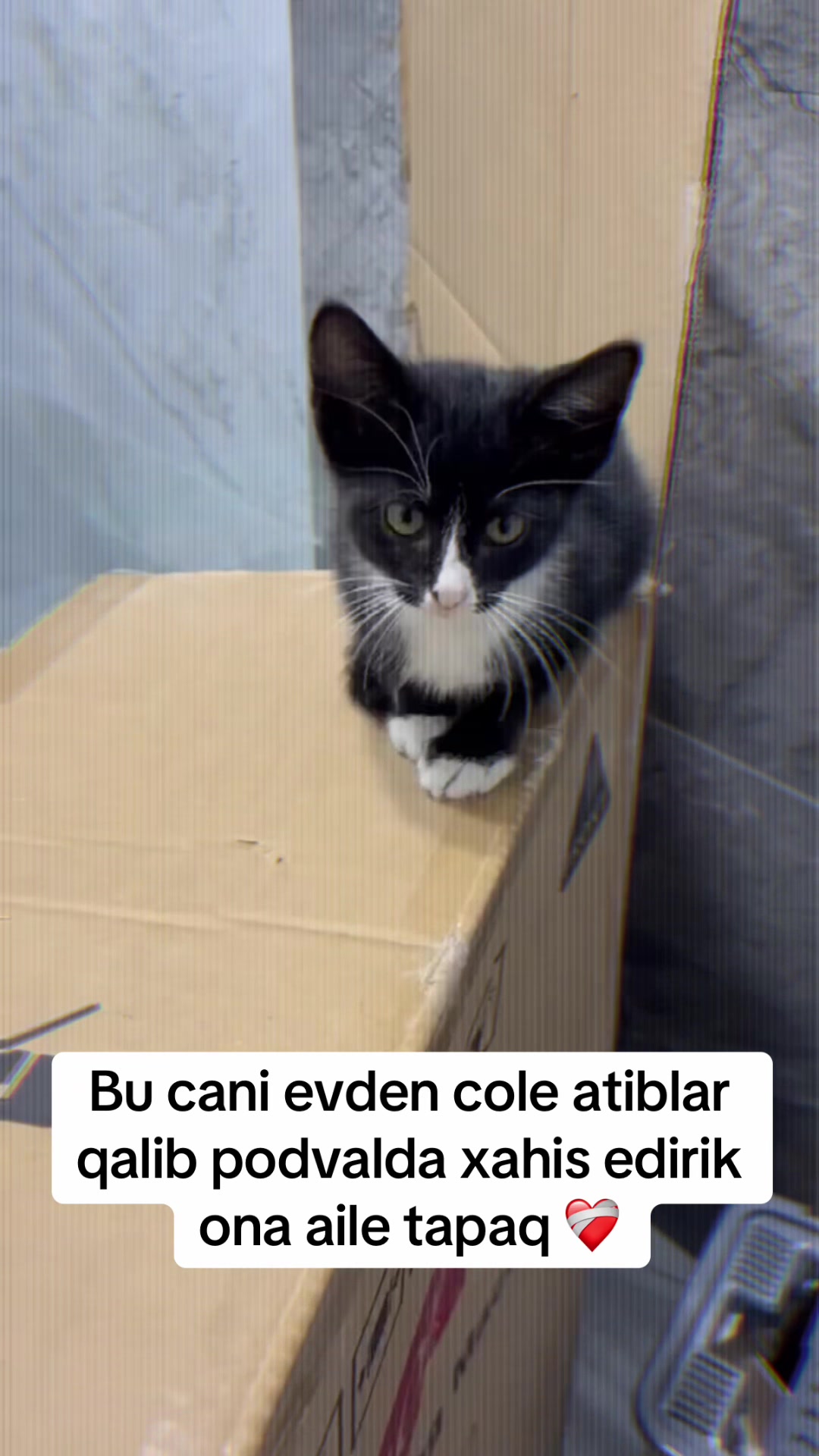 @animals_777