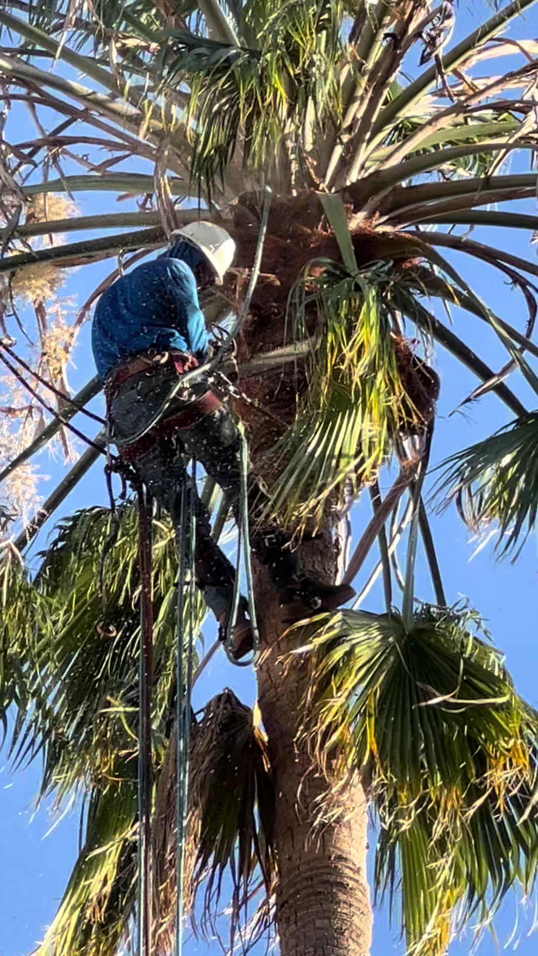 @fidel_treeexperts