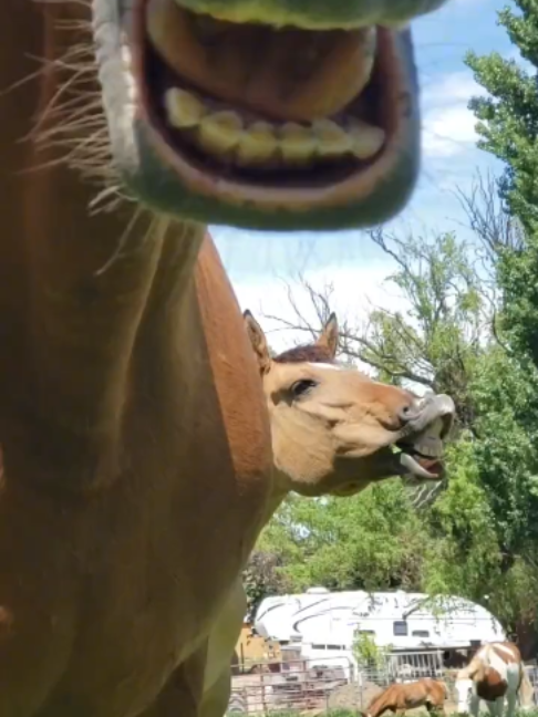 @Horses TikTok