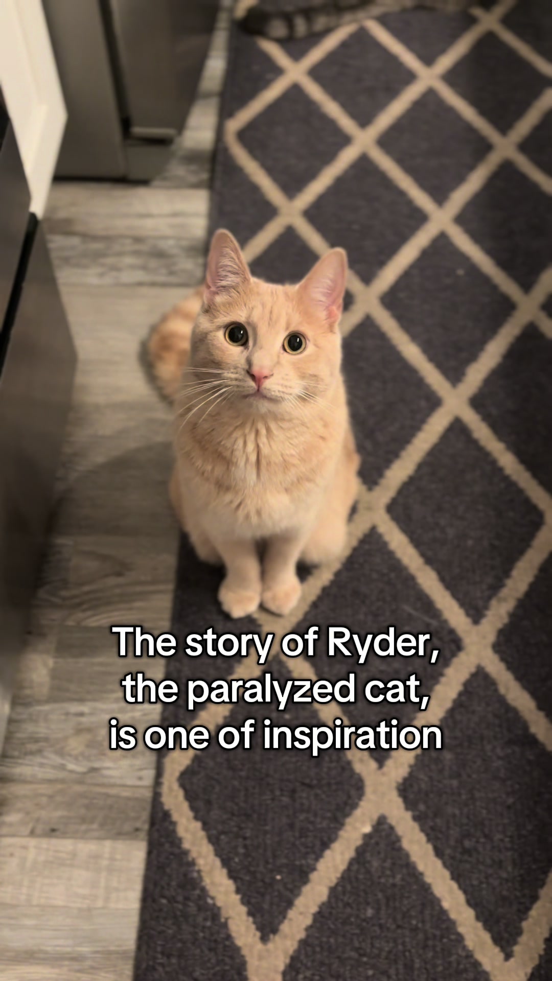 @Low Ryder Kitty