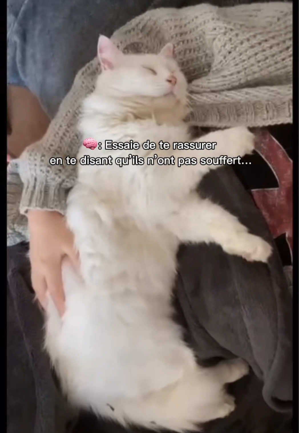 @🐆