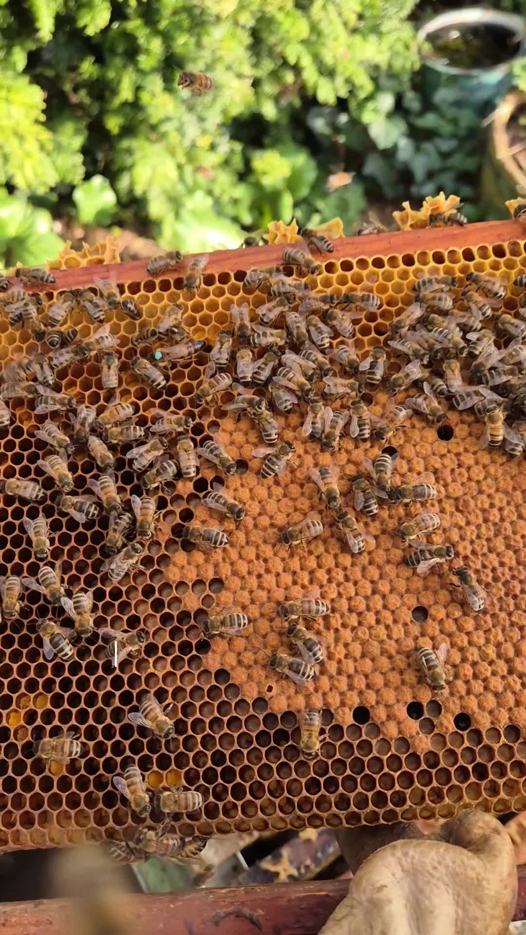 @Raisa's Honingkeuken & Bijen