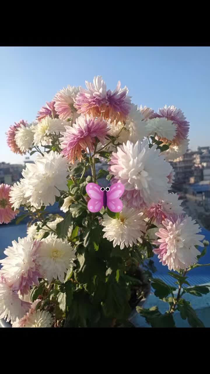 @Dhan Kumari Rai