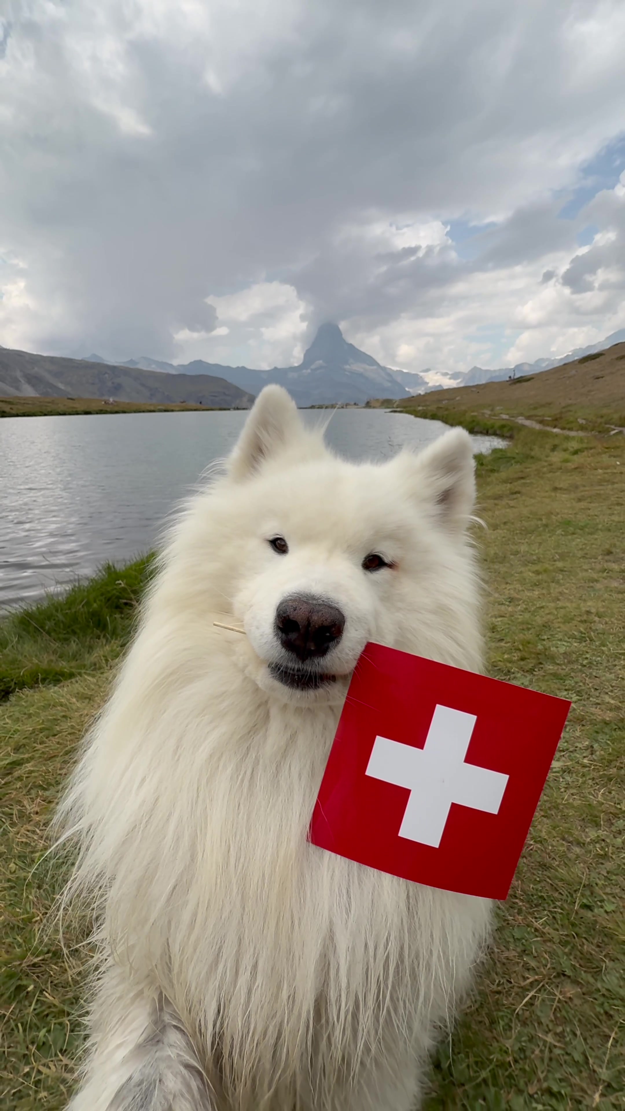 @wanderlust_samoyed