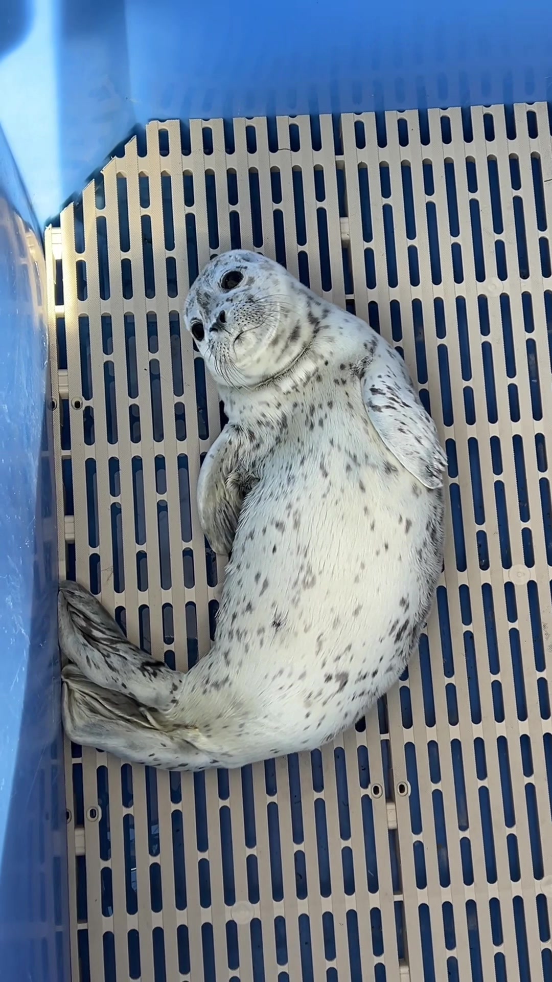 @Marine Mammal Rescue Society