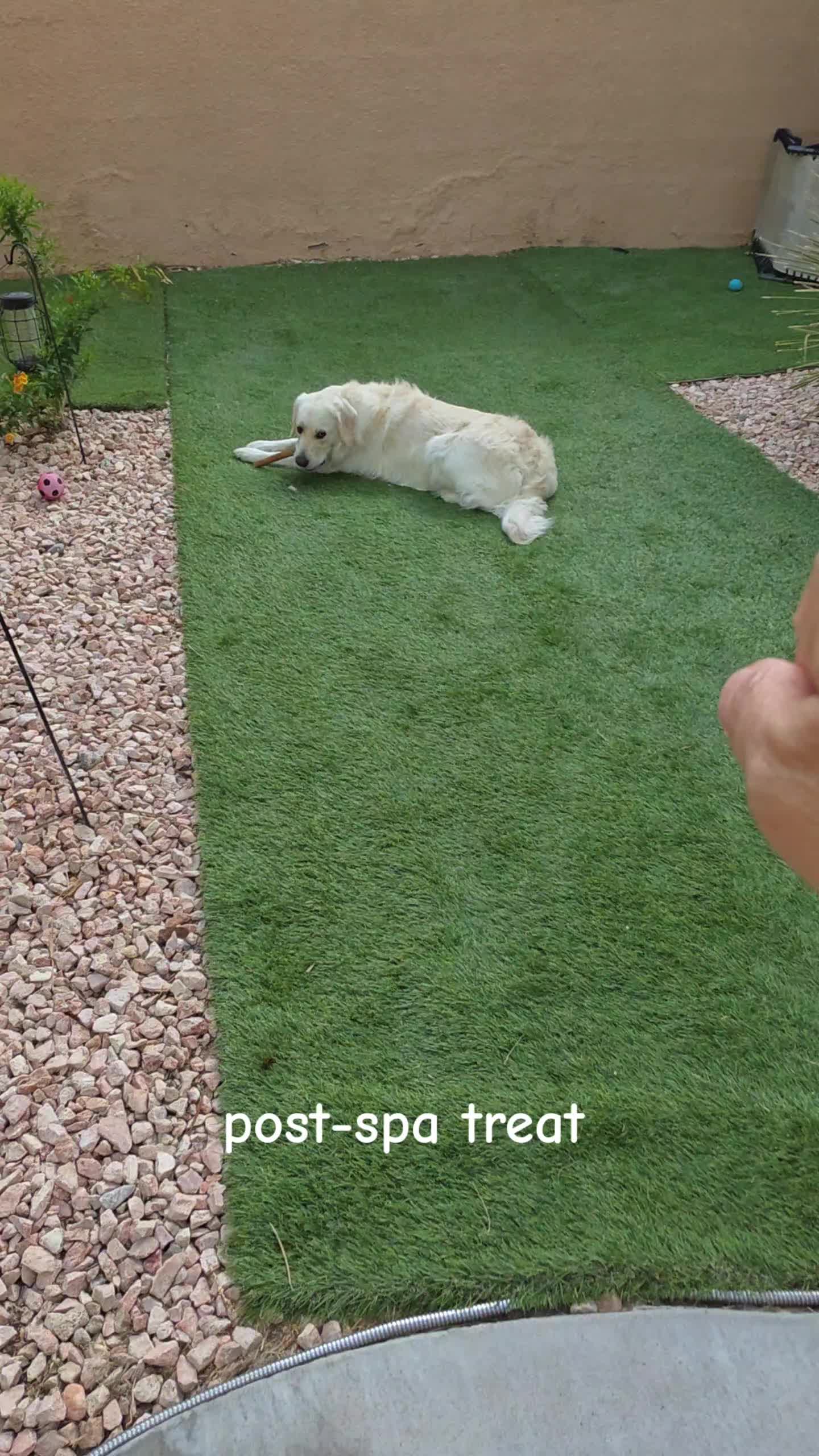 @DoggieMamaFurever&hearts;️🐶