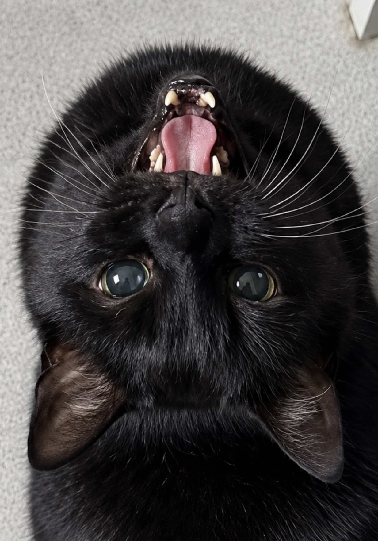@Teefie_tribe 🐈&zwj;⬛🐈&zwj;⬛🐈🦷🦷