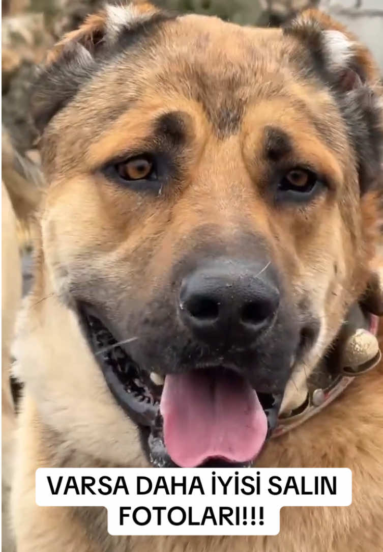 @ANADOLU ASLANLARI🐶🇹🇷