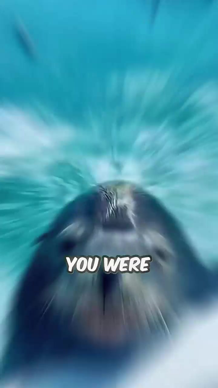 @sharkabcabc
