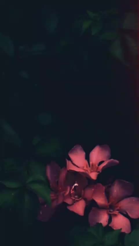 @AisyaRahman🌹