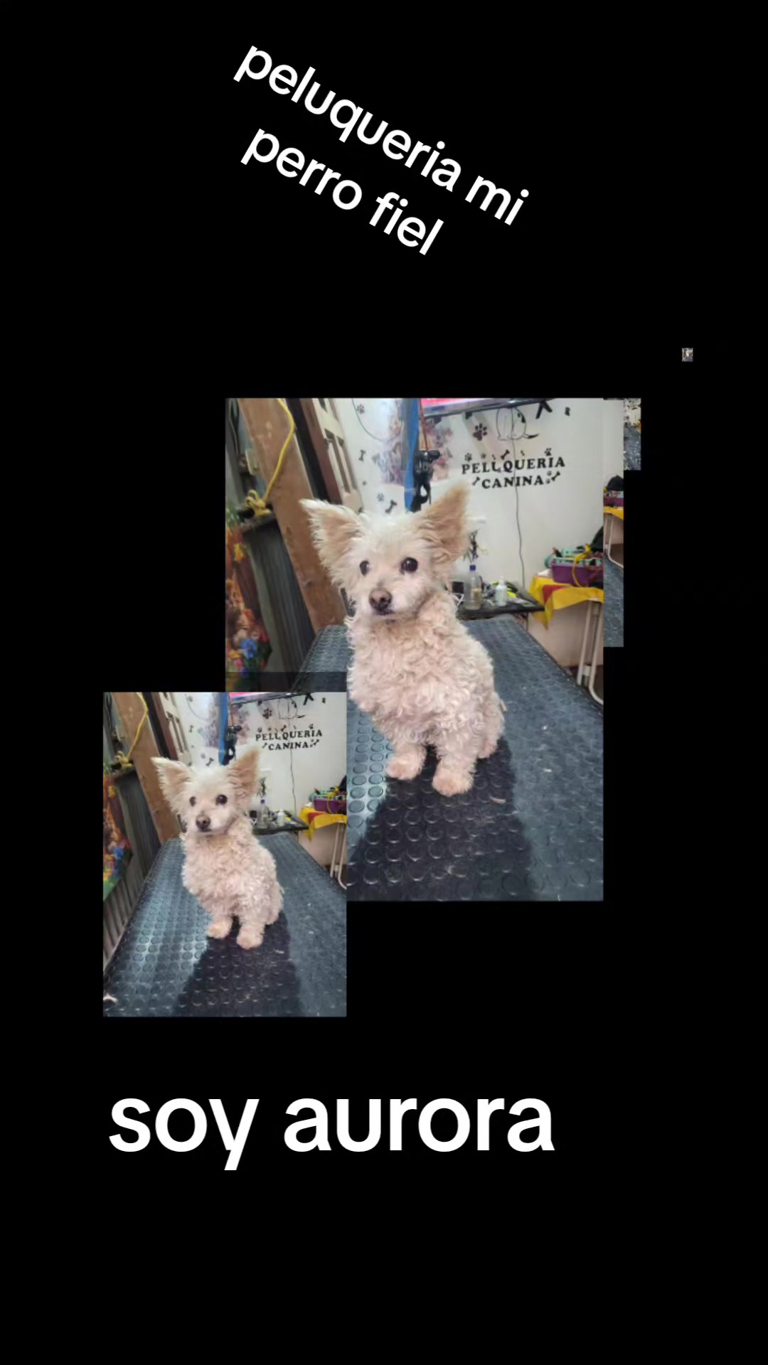 @mi perro fiel