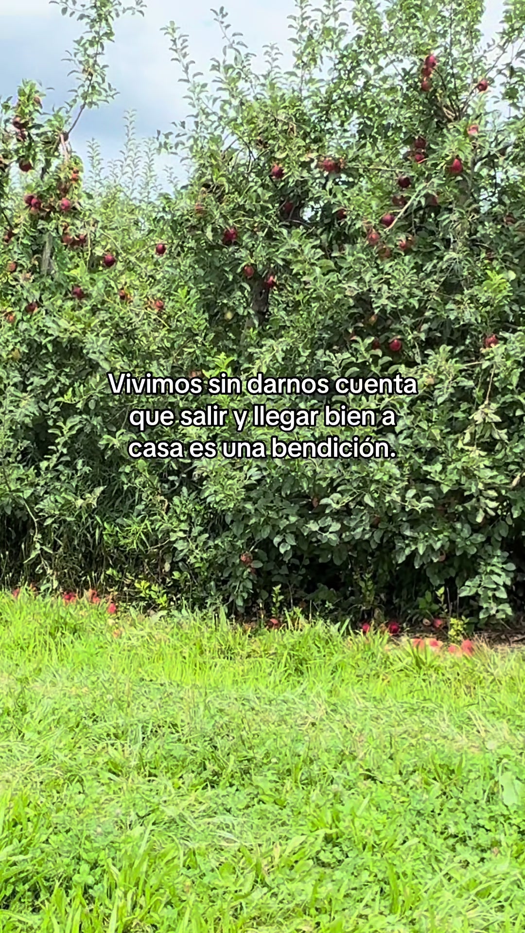 @Liliana Merino