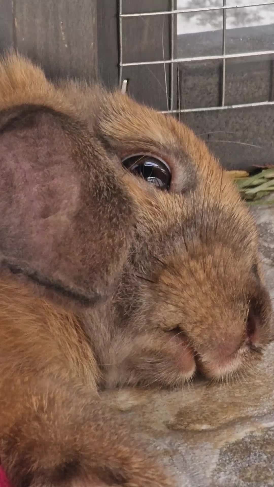 @Rabbit Gang