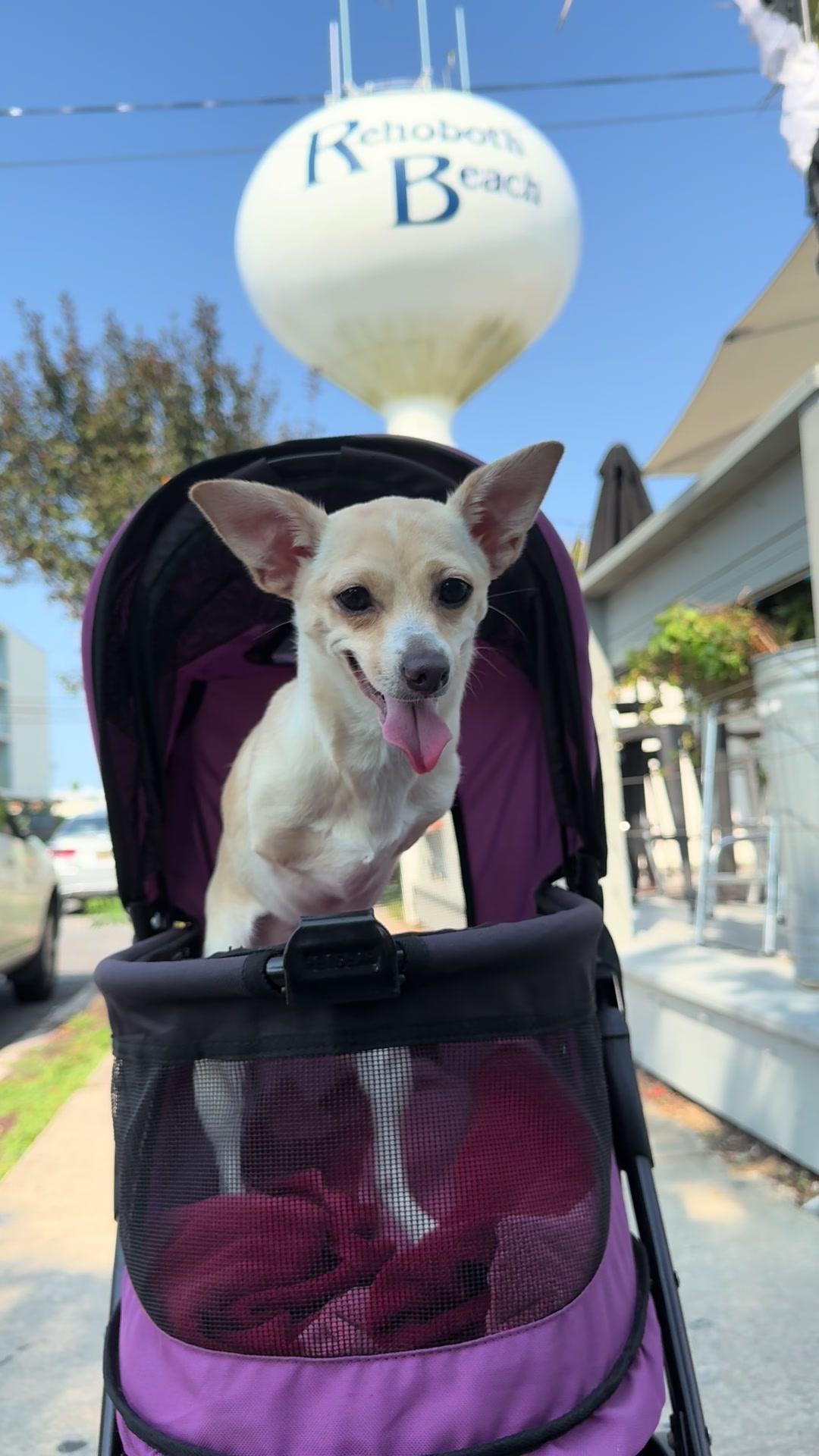 @2legdogs