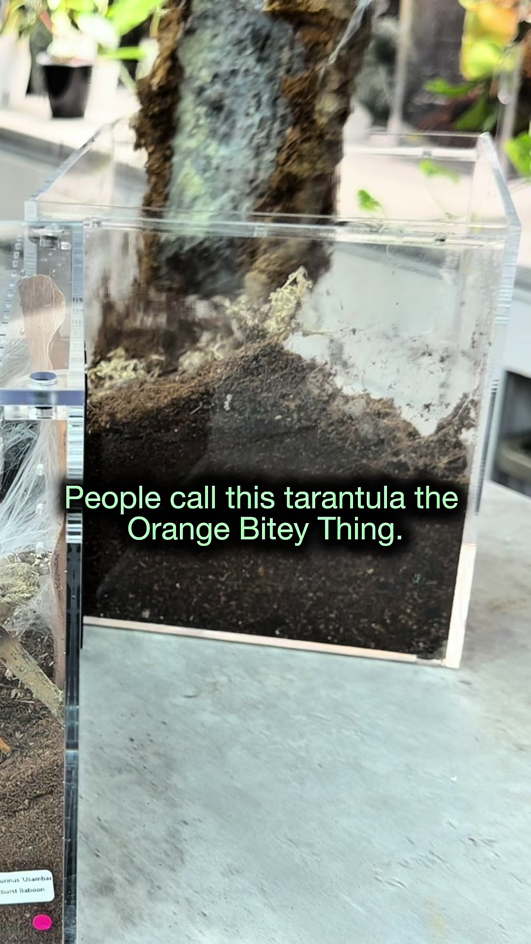 @Spider Conservatory