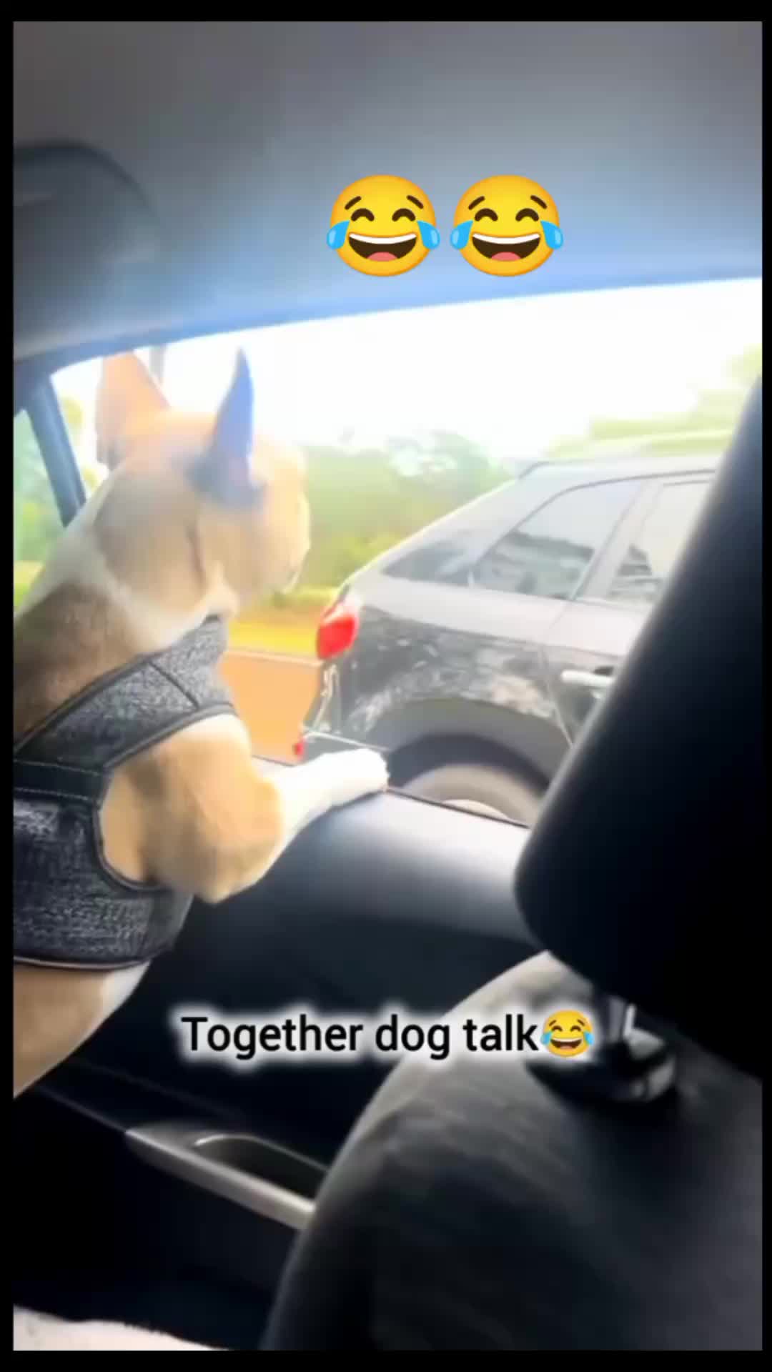@Pets Giggles