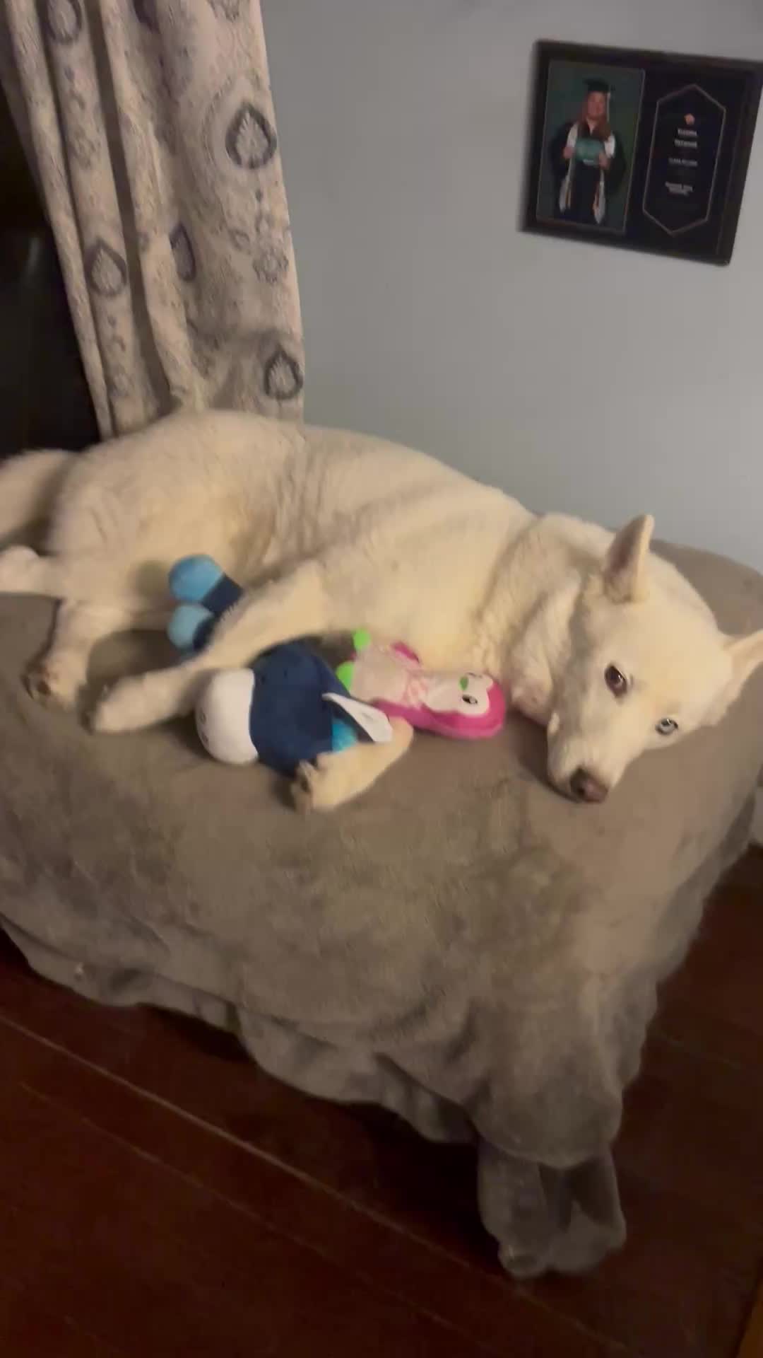 @Husky 6 Pack