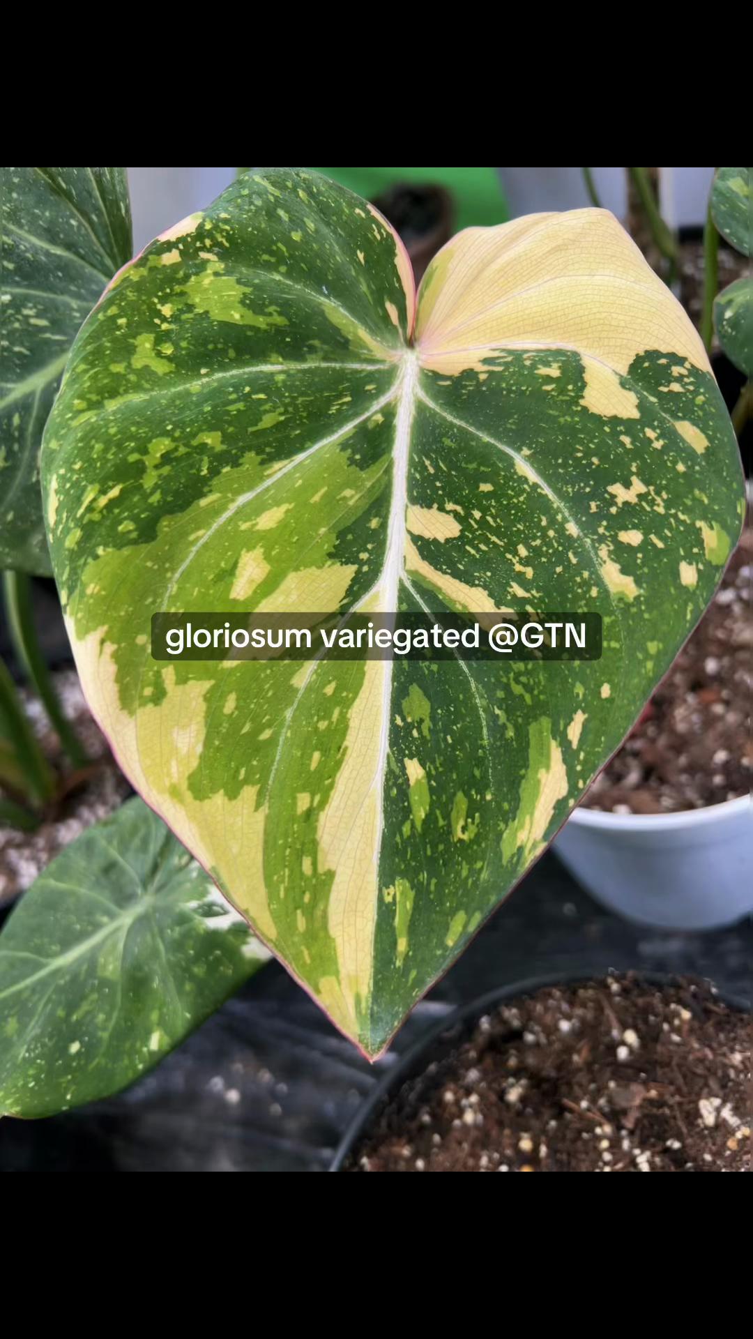 @Green Tara nursery(Nurseryman)