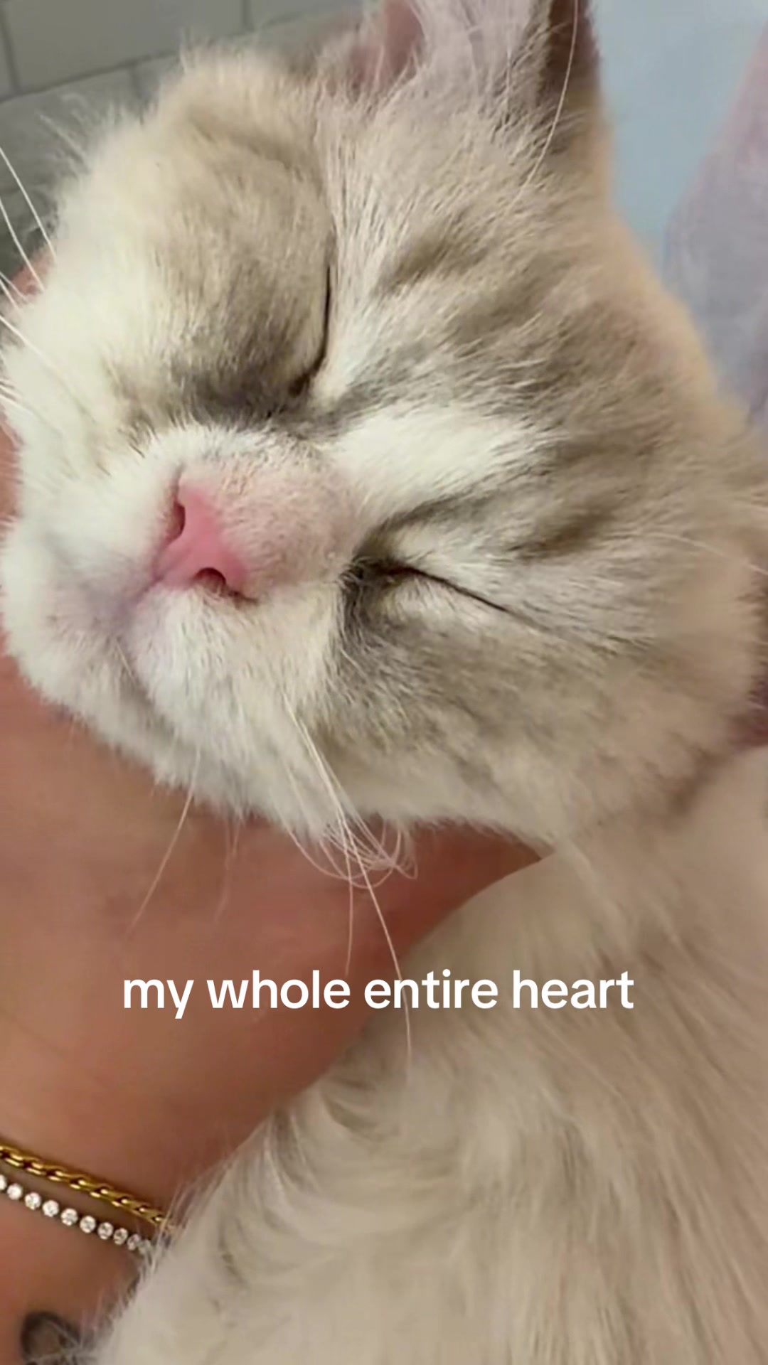 @eve cohen