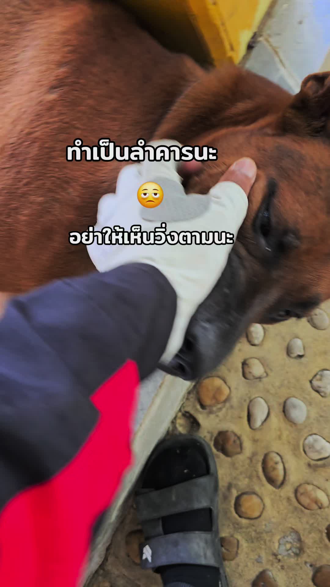 @อาร์ม วุฒิกร