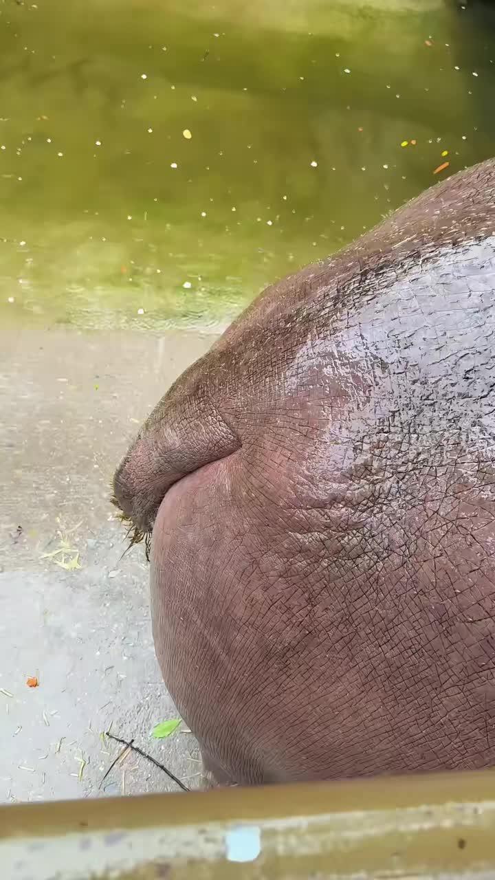 @Hippo