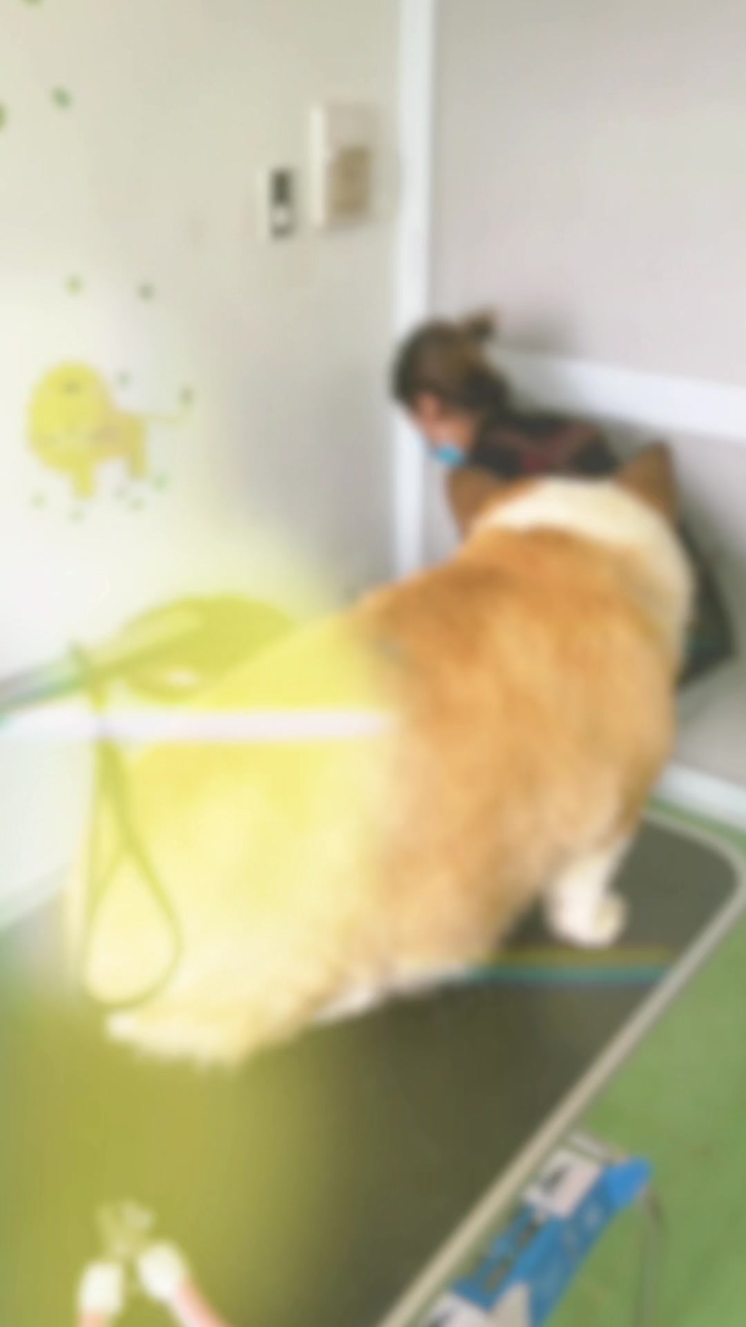@TiTi Pet