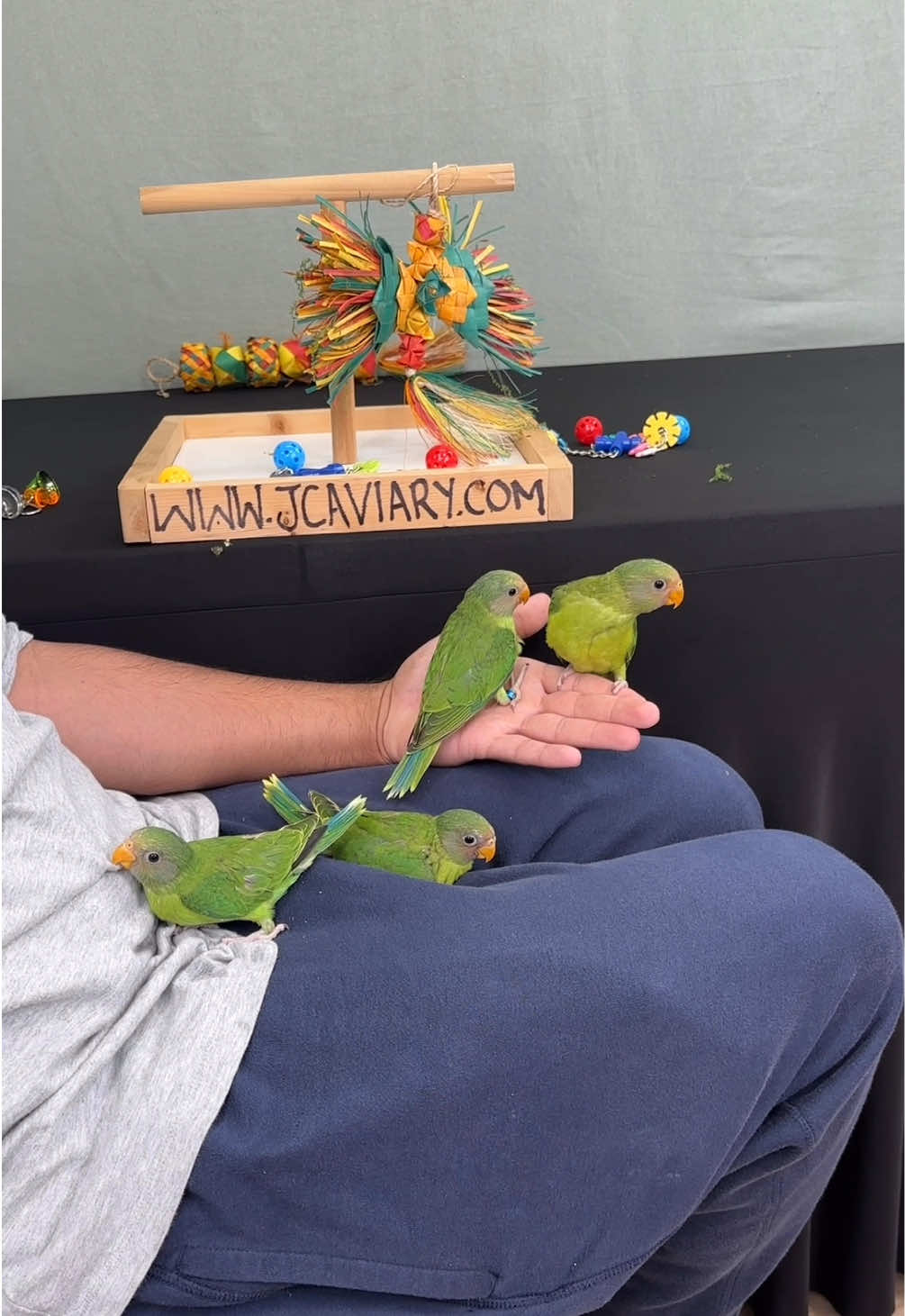 @JC Aviary