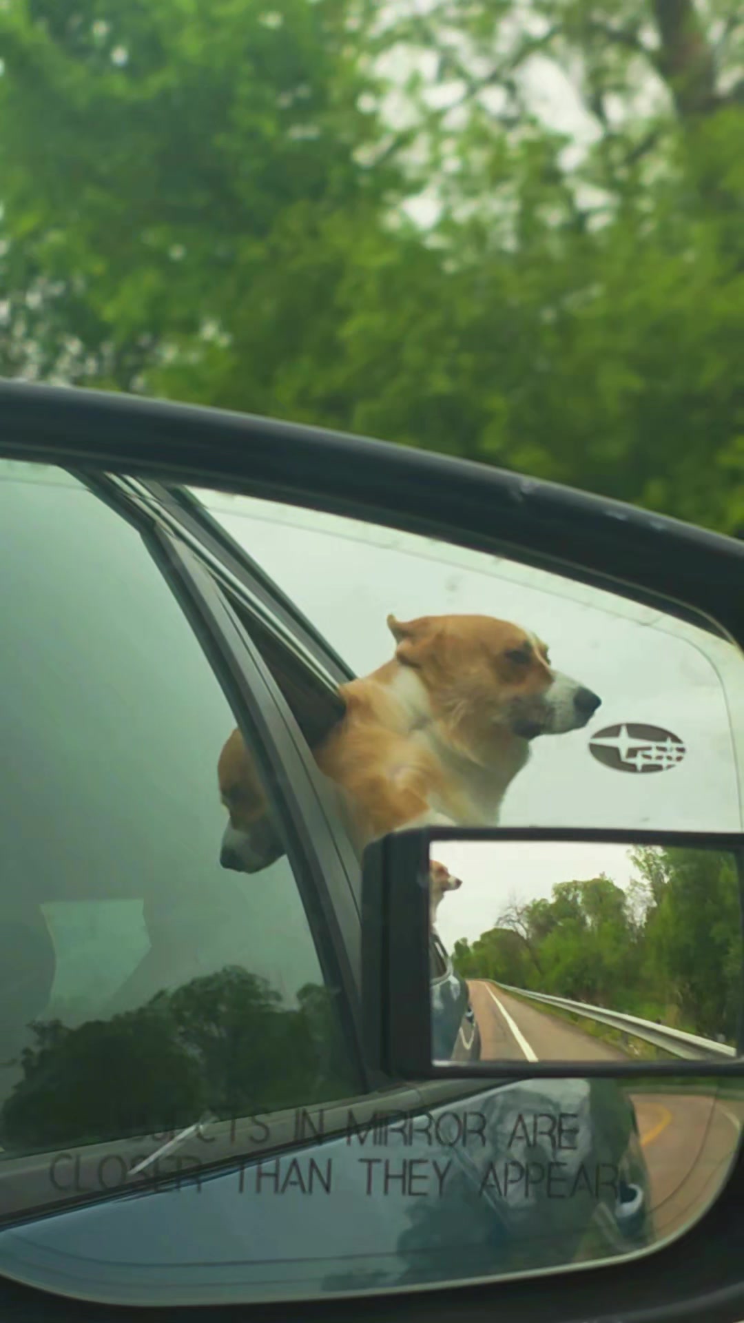 @B_Pets