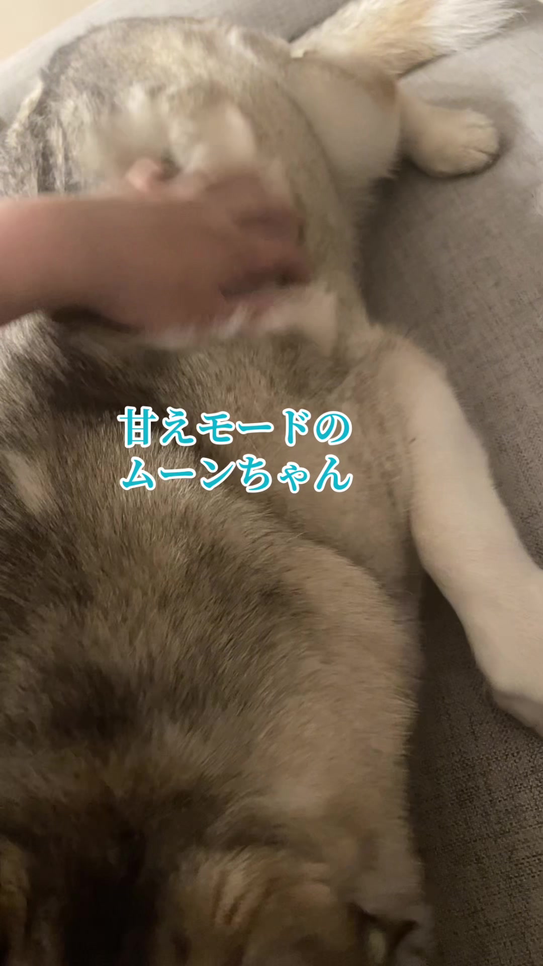 @サン☀️とムーン🌙