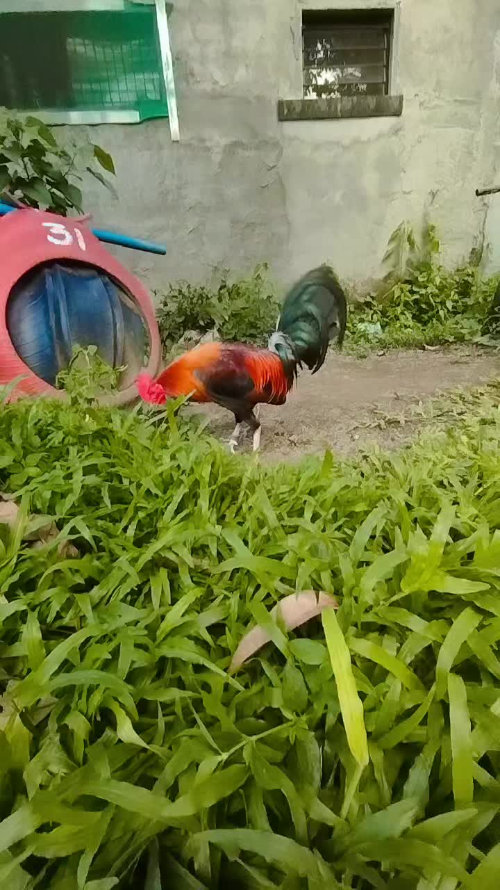 @King Atoy Gamefowl